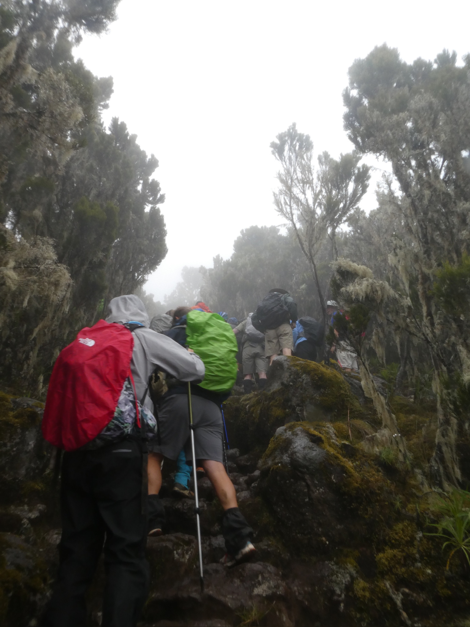 Kilimanjaro